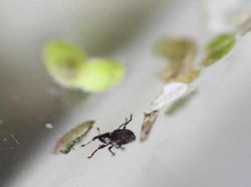 Réf. 183 478 : Tanysphyrus lemnae